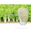 Hybrid Cabbage seeds for growing-Express No.3